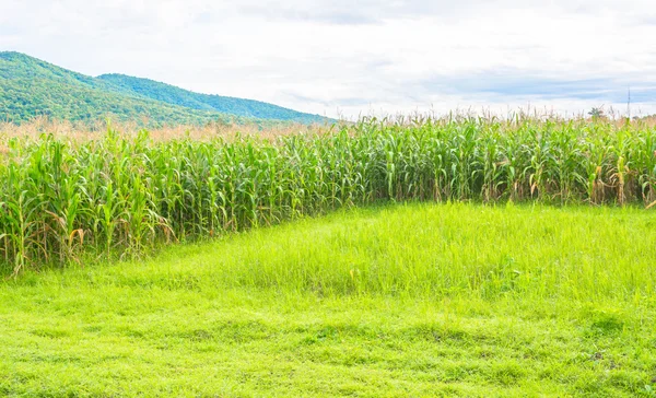 Immagine di campo di grano e cielo sullo sfondo — Foto Stock