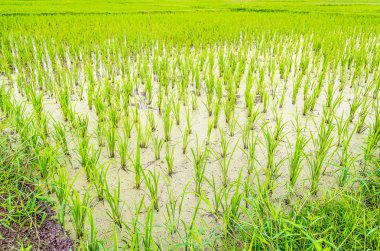 Tarlada çeltik pirinç