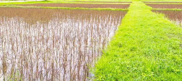 Campo de arroz rojo — Foto de Stock