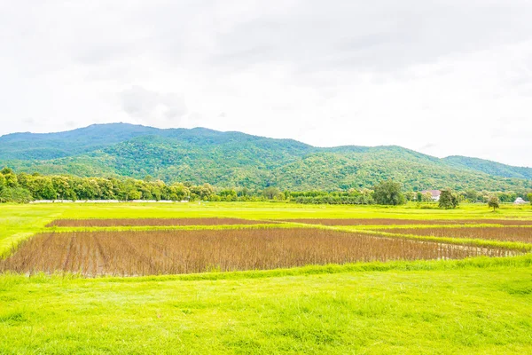 Bild Des Roten Reisfeldes Tag Mit Einem Berg Hintergrund — Stockfoto