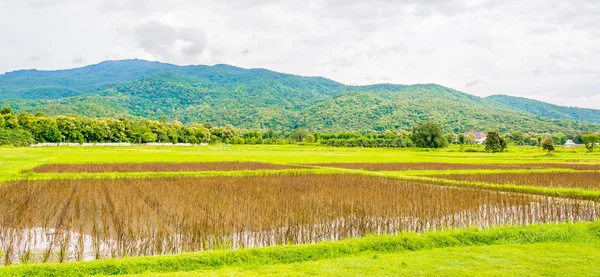 Červená rýže pole — Stock fotografie
