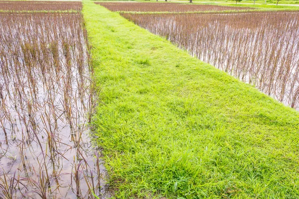 Červená rýže pole — Stock fotografie