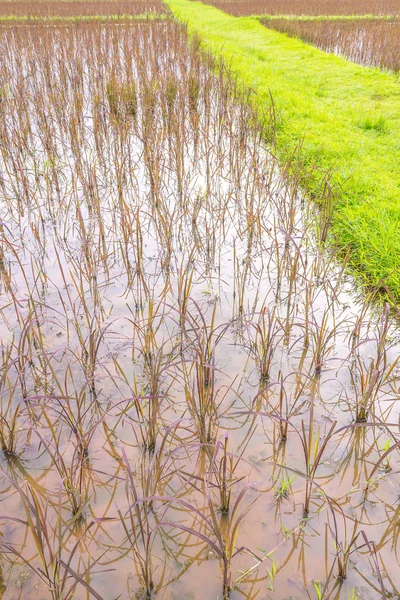 Campo de arroz rojo —  Fotos de Stock