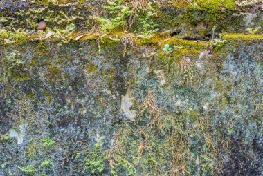 Tapınağın yosunlu duvar eski görüntü .