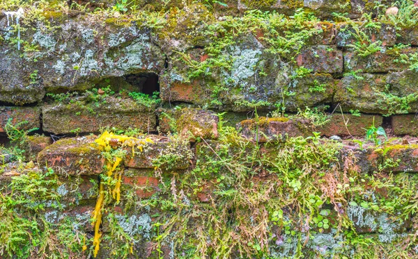 Foto Van Oude Mossy Muur Tempel — Stockfoto