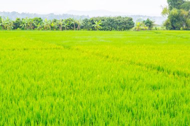 image of rice field and sky 