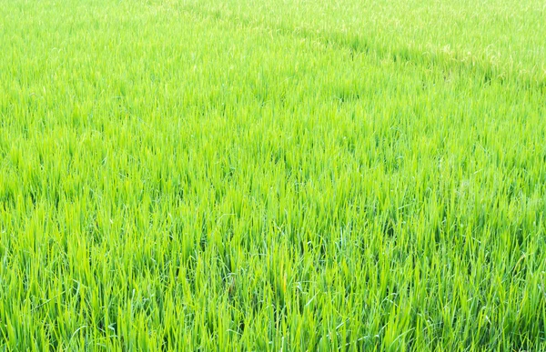 Imagen Del Campo Arroz Durante Día — Foto de Stock