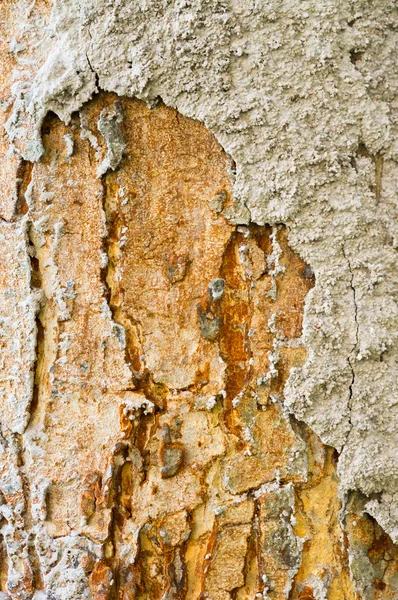 Image Nid Termites Sur Écorce — Photo