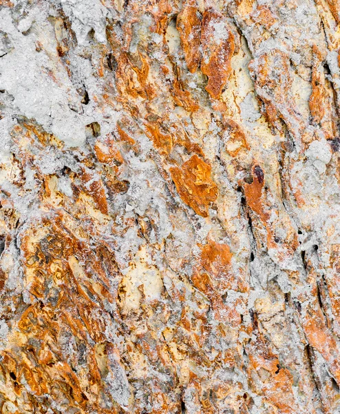 Termit Yuvasına Kabuğu Görüntüsü — Stok fotoğraf