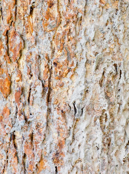 Image Nid Termites Sur Écorce — Photo