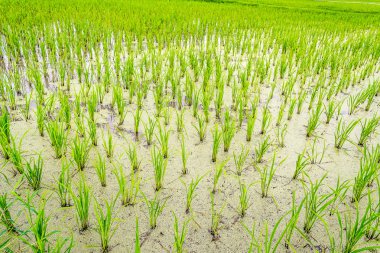 Tarlada çeltik pirinç