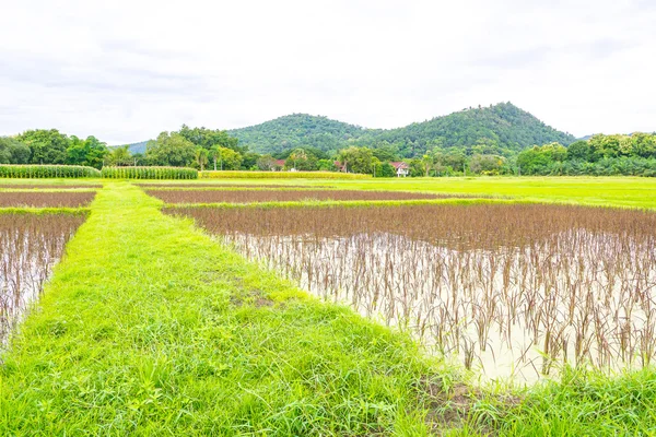 Rode rijst veld — Stockfoto