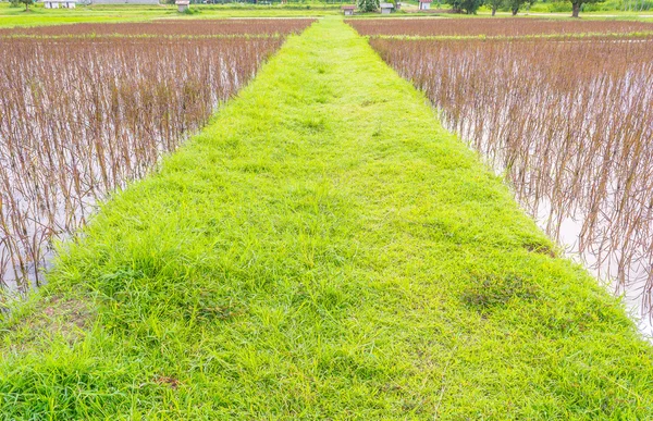 Campo di riso rosso — Foto Stock