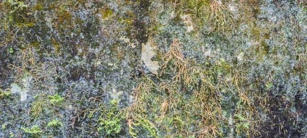 Old mossy wall — Stock Photo, Image