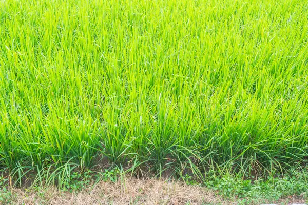 Image of rice field — Stock Photo, Image