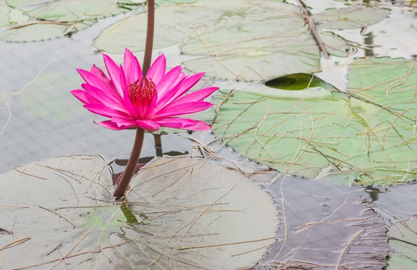 Pink lotus — Stock Photo, Image