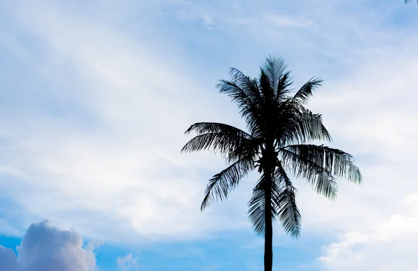 Silhueta Tiro Coqueiro Céu Fundo — Fotografia de Stock