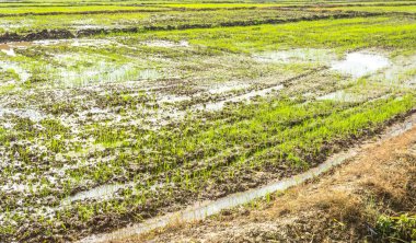 Pirinç tarlasının gündüz görüntüsü .