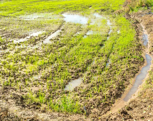 Imagen Del Campo Arroz Durante Día —  Fotos de Stock