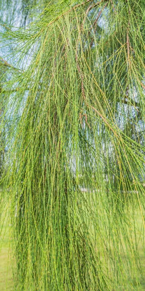 緑の松の木のテクスチャのイメージ — ストック写真