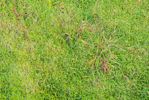 Gambar Dari Latar Belakang Rumput Hijau Pada Hari Waktu — Stok Foto