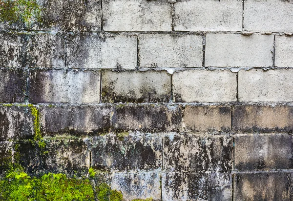 Foto Van Oude Mossy Muur Dagtijd — Stockfoto