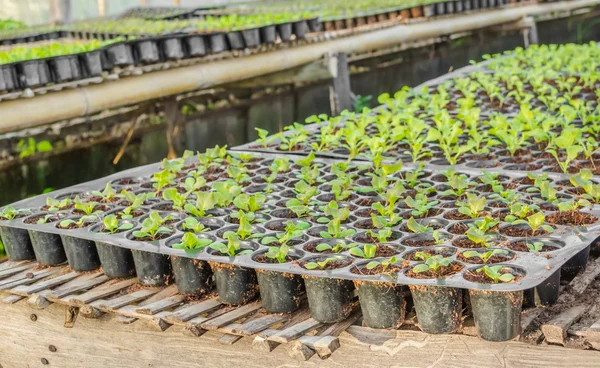 Plantas de plántulas jóvenes en bandeja —  Fotos de Stock