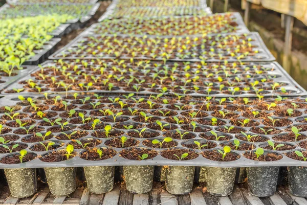 Imagem Plantas Mudas Jovens Bandeja — Fotografia de Stock