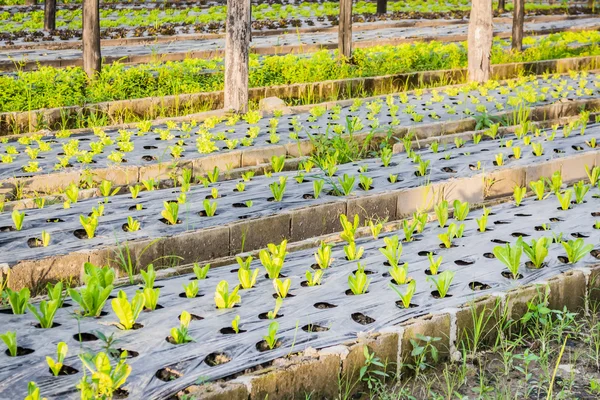 Sunrise over a field of young fresh green maize plants — Stock Photo, Image