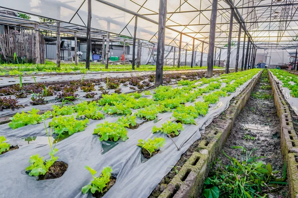 Nascer do sol sobre um campo de plantas jovens de milho verde fresco — Fotografia de Stock