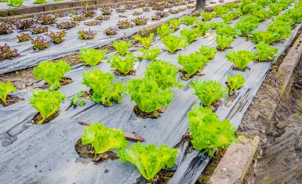 Lever Soleil Sur Champ Jeunes Plants Maïs Vert Frais — Photo