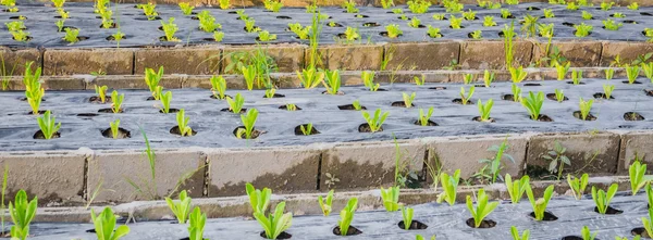 Salida del sol sobre un campo de jóvenes plantas de maíz verde fresco —  Fotos de Stock