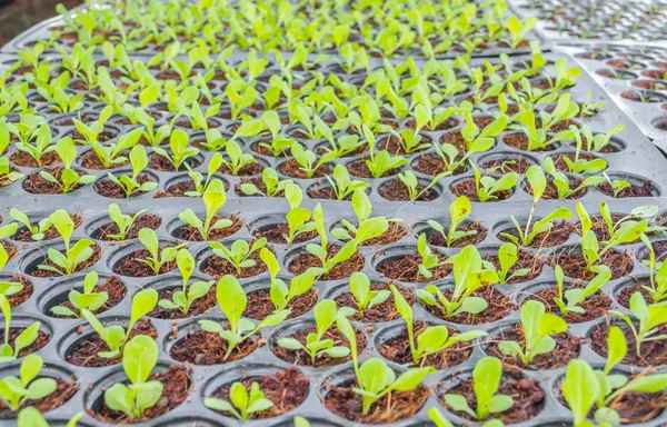 Young seedlings plants in tray — Stock Photo, Image
