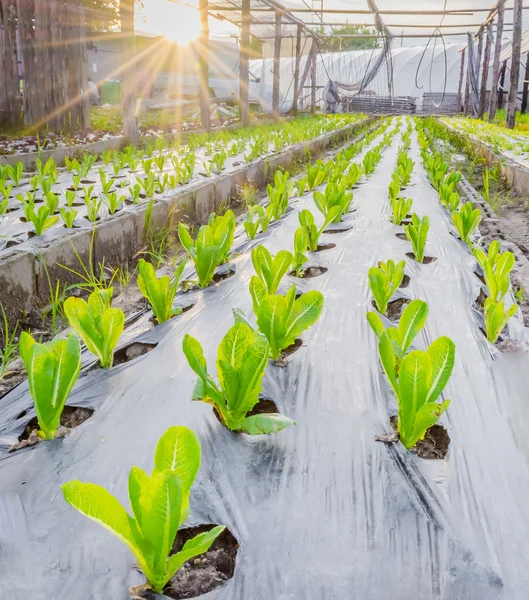 Nascer do sol sobre um campo de plantas jovens de milho verde fresco — Fotografia de Stock