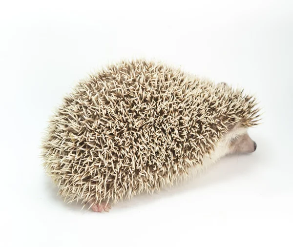 Hedgehog isolado no fundo branco — Fotografia de Stock