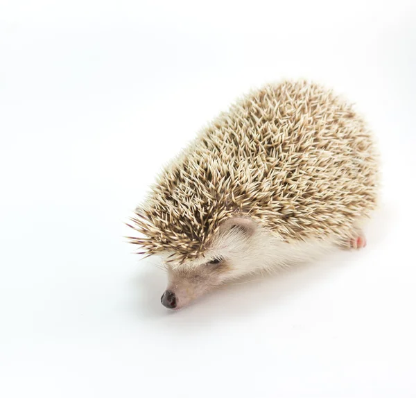 Hedgehog isolado no fundo branco — Fotografia de Stock