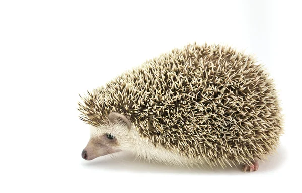 Image Hedgehog Isolate White Background — Stock Photo, Image