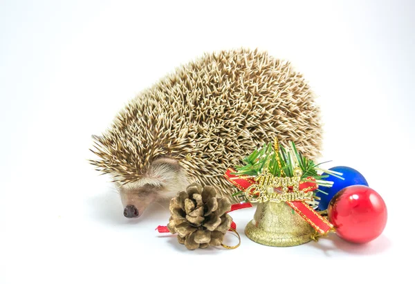 Hedgehog isolado no fundo branco — Fotografia de Stock