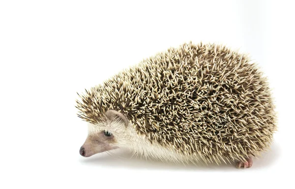 Bild Von Igel Isolieren Auf Weißem Hintergrund — Stockfoto