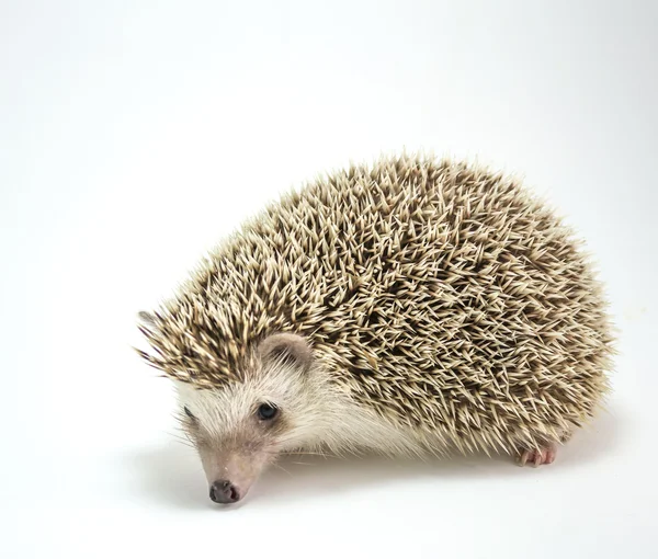 Hedgehog isolado no fundo branco — Fotografia de Stock