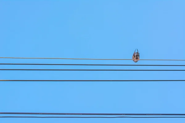 Pássaros sentados em linhas de energia sobre céu claro — Fotografia de Stock