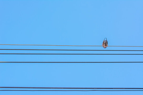 birds sitting on power lines over clear sky
