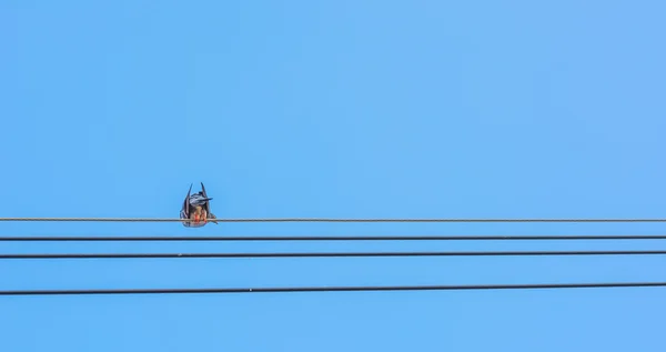 小鸟坐在电源线上的晴朗天空 — 图库照片