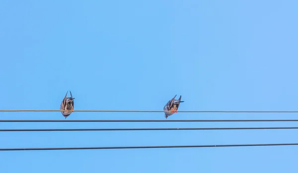 上の送電線に止まっている鳥たちの澄んだ空 — ストック写真