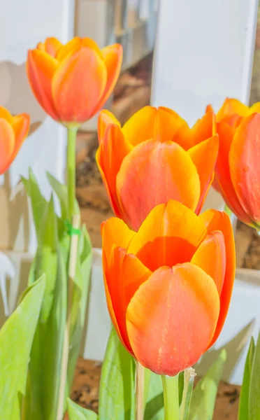 Oranžové tulipány — Stock fotografie