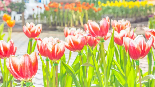 Červené tulipány — Stock fotografie