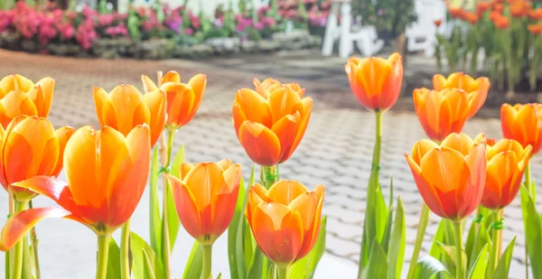 Oranžové tulipány — Stock fotografie