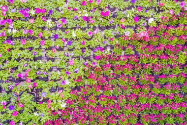 çeşitli çiçek arka plan duvar rengi