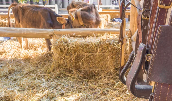 Equitazione equipaggiamento cavallo — Foto Stock