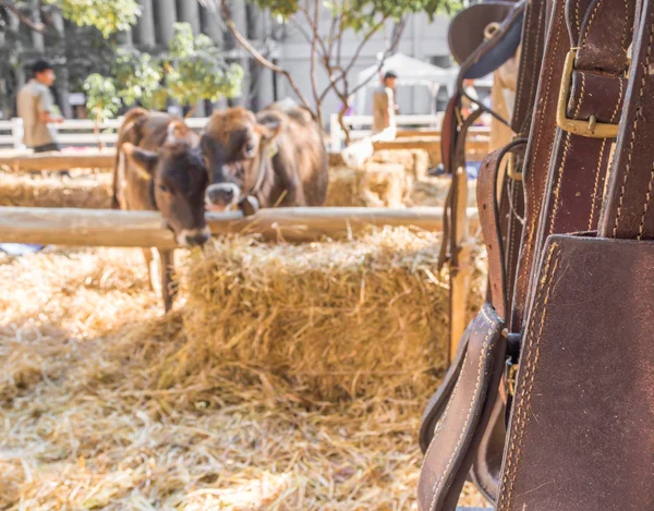 Paardrijden paard apparatuur — Stockfoto
